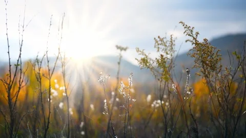 Wild grass in a forest at sunset. Beautiful autumn nature background Video stock 253464715