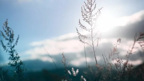 Wild grass in a forest at sunset. Beautiful autumn nature background Video stock 253464725