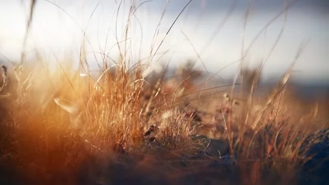 Wild grass in a forest at sunset. Beautiful autumn nature background Video stock 253810514