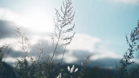 Wild grass in a forest at sunset. Stock Footage 283959277