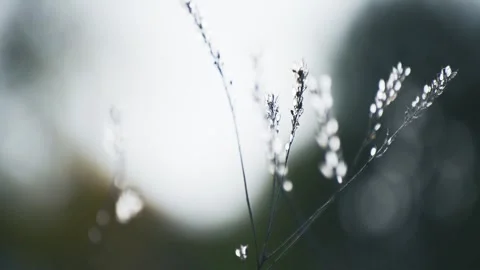Wild grass in a forest at sunset. Stock Footage 283959286