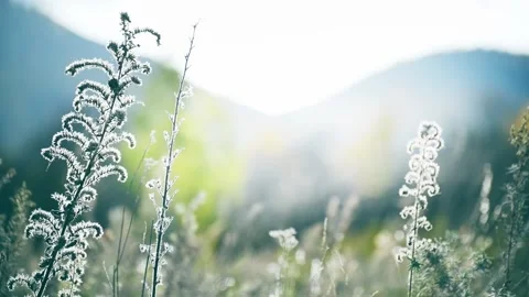 Wild grass in a forest at sunset. Stock Footage 283959307