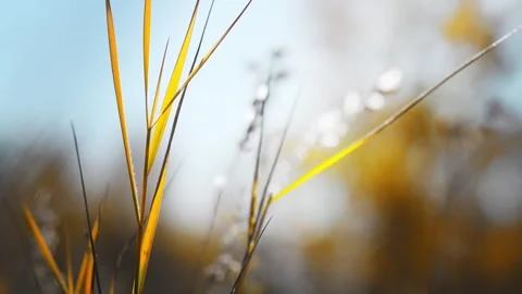 Wild grass in a forest at sunset. Stock Footage 283959388