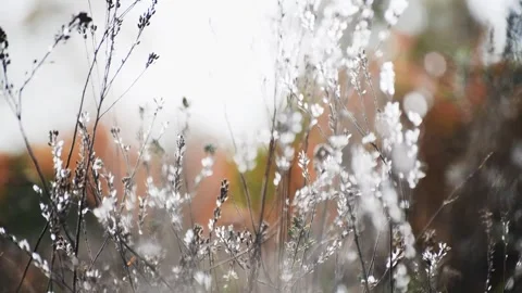 Wild grass in a forest at sunset. Stock Footage 283959392