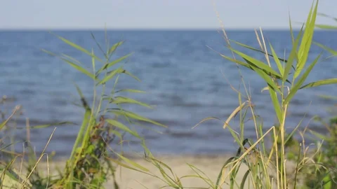 Wild grass in front of the ocean Stock Footage 101981567