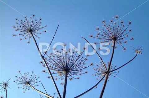 Wild grass in frost at sunrise in winter Stock Photos
