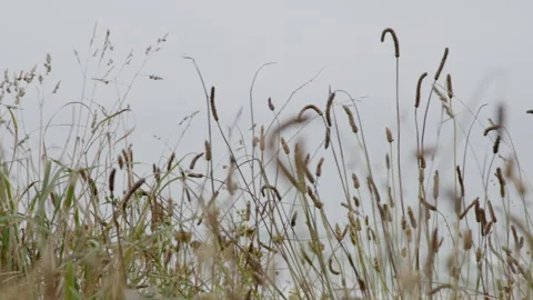 Wild grass gently swaying in the wind on a cloudy day Stock Footage 300580638