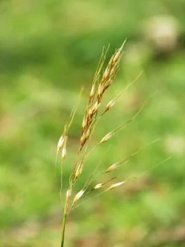 Wild grass on green background Photos