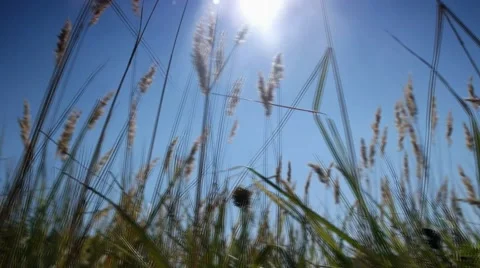 Wild grass growing in a field of the sun and breeze Stock Footage 43743006