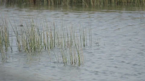 Wild Grass Growing in Shallow Lake Water Stock Footage 336648070