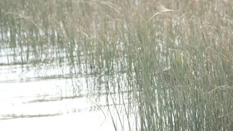 Wild Grass Growing in Shallow Lake Water Stock Footage 336648099