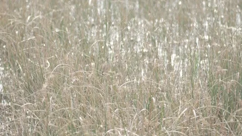Wild Grass Growing in Shallow Lake Water Stock Footage 336648109