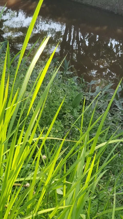 Wild grass growing on the side of the road Stock Footage 339254927