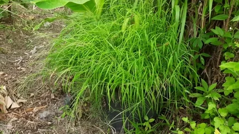 Wild grass grows abundantly around the potted plants Stock Footage 293002747