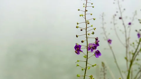 Wild grass grows around a small lake Vídeo Stock 306547169