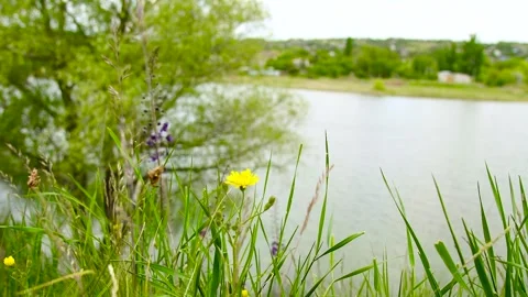 Wild grass grows around a small lake Stock Footage 306547201