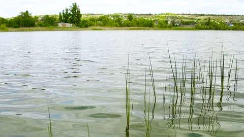 Wild grass grows around a small lake Stock Footage 306547242