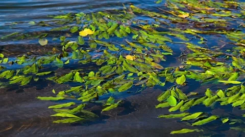 Wild grass grows around a small lake Stock Footage 328831994