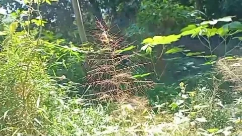 Wild grass grows in the countryside. Stock Footage 335562128