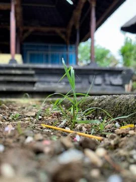 Wild grass that grows in the courtyard of temples in Bali Stock Photos