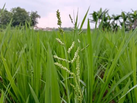 Wild grass grows in the rice fields Stock Photos