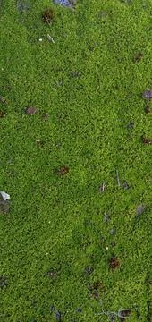 Wild grass that grows on sandy moss soil 스톡 사진