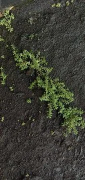 Wild grass that grows on sandy soil Photos