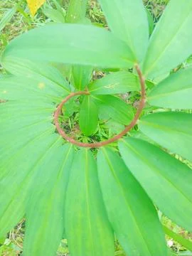 Wild grass that has a unique stem Stock Photos