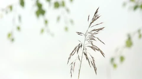 Wild Grass Head Swaying With The Wind Stock Footage 11160184
