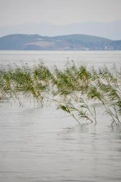 Wild grass in the lake Stock Photos