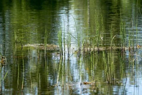 Wild grass on lake Stock Photos