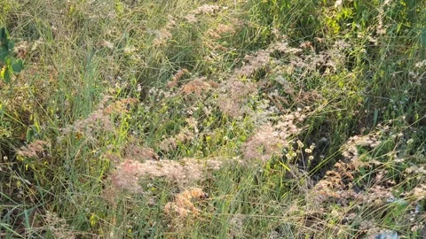 Wild grass landscape in Indonesia Stock-Footage 341953807