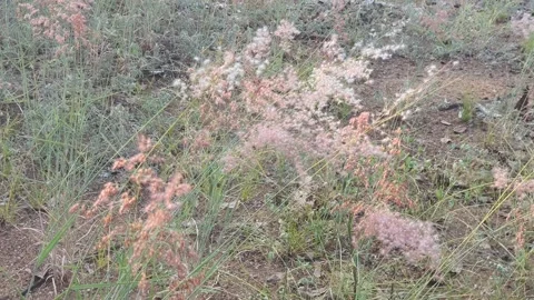 Wild grass landscape in Indonesia Vídeo Stock 341954158