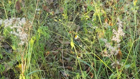 Wild grass landscape in Indonesia 스톡 동영상 341955050