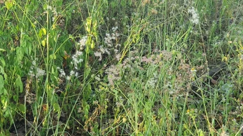 Wild grass landscape in Indonesia 스톡 동영상 341955142