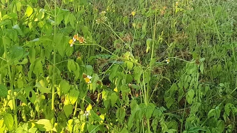 Wild grass landscape in Indonesia 스톡 동영상 341955529