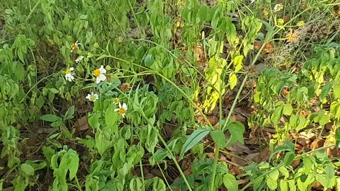 Wild grass landscape in Indonesia 스톡 동영상 341955620