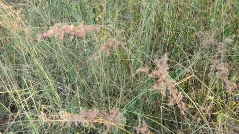 Wild grass landscape in Indonesia 스톡 동영상 341955799