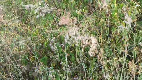 Wild grass landscape in Indonesia 스톡 동영상 341955865