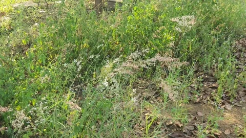Wild grass landscape in Indonesia 스톡 동영상 341955878
