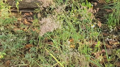 Wild grass landscape in Indonesia 動画素材 342016210