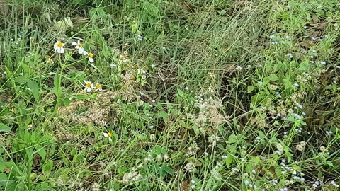 Wild grass landscape in Indonesia Stock Footage 342016791