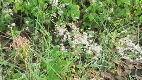 Wild grass landscape in Indonesia 스톡 동영상 342017342