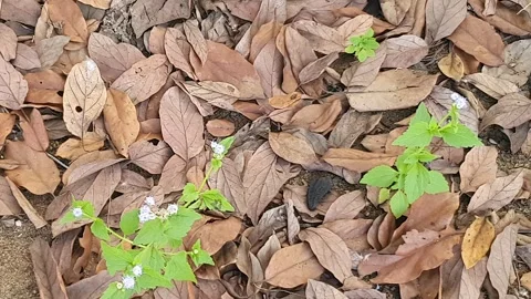 Wild grass landscape in Indonesia 動画素材 342017744