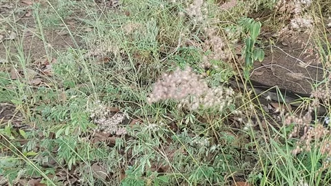 Wild grass landscape in Indonesia 스톡 동영상 342017816