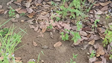 Wild grass landscape in Indonesia 動画素材 342018090