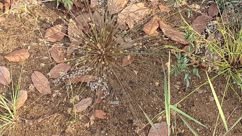 Wild grass landscape in Indonesia 스톡 동영상 342018926