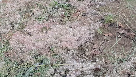 Wild grass landscape in Indonesia 스톡 동영상 342081162