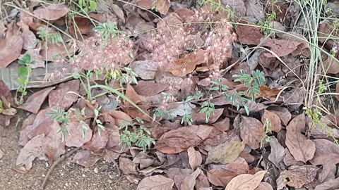Wild grass landscape in Indonesia 스톡 동영상 342081197