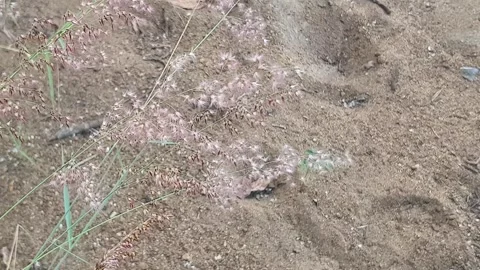 Wild grass landscape in Indonesia 스톡 동영상 342081198